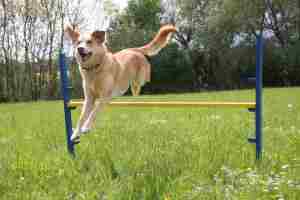 Hinternis H&uuml;rde